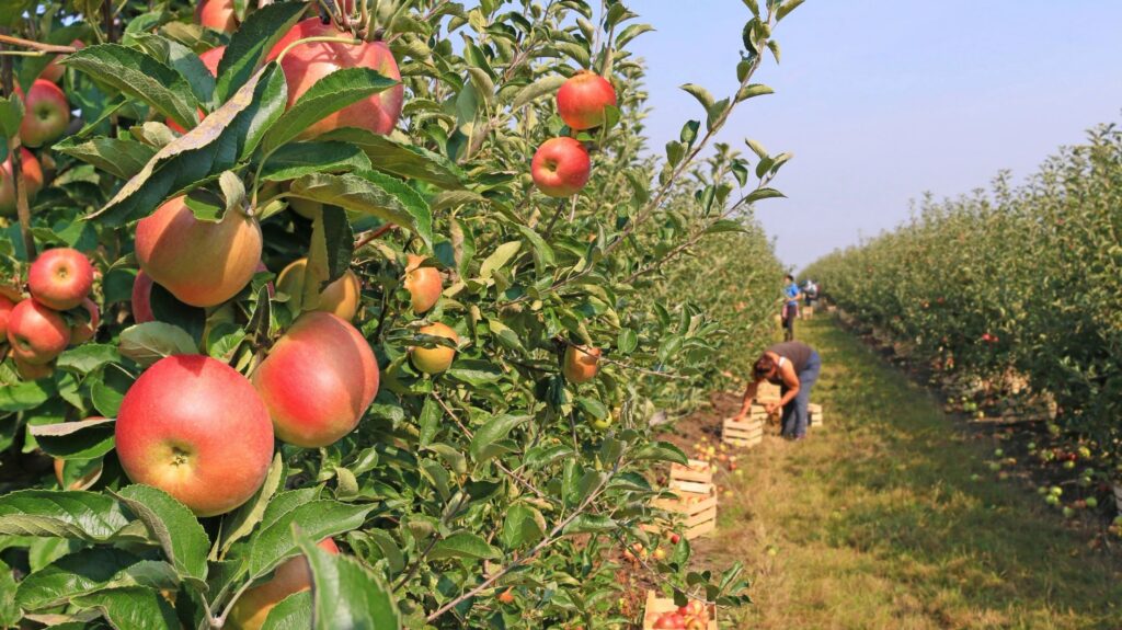 Community Orchard Volunteer Night